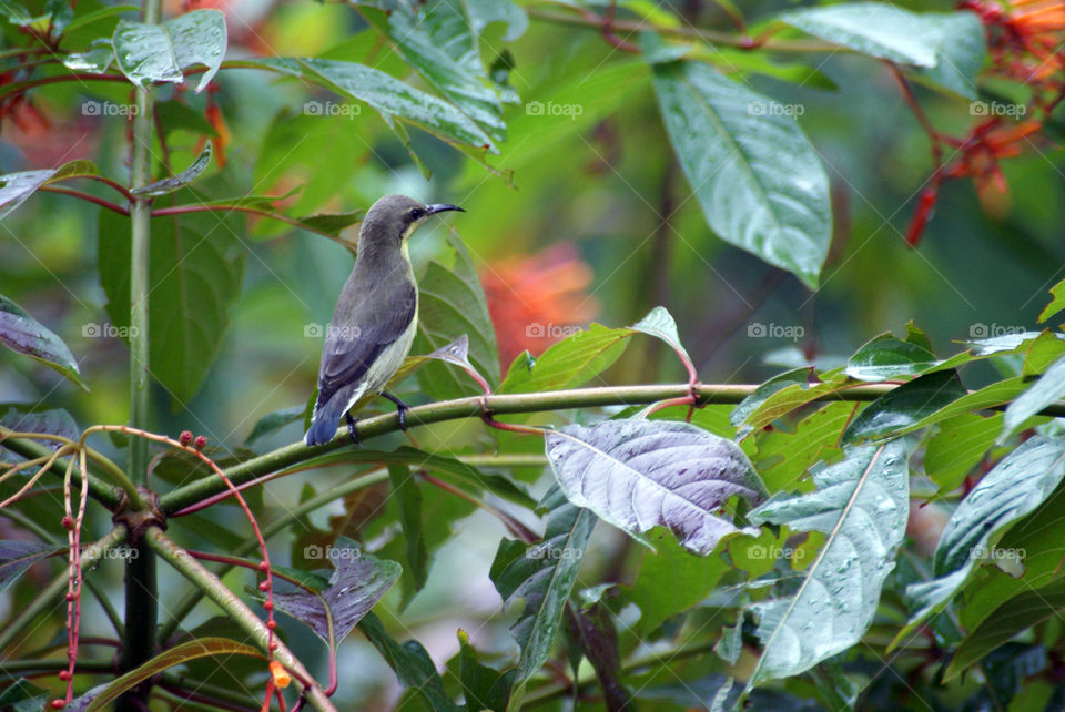 Humming bird thinking about its next adventerous move.