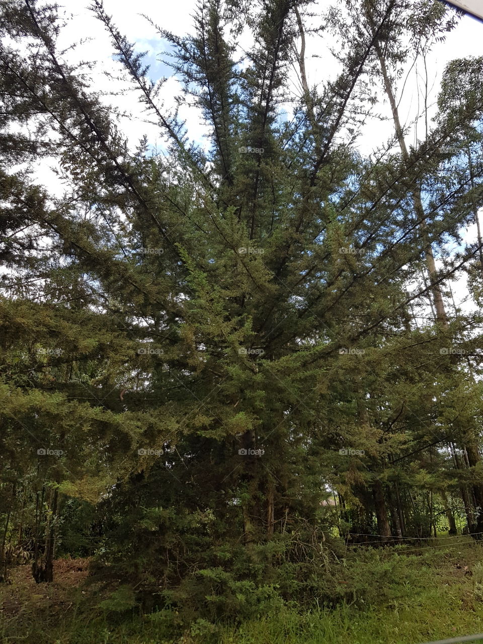 Just a beautiful tree