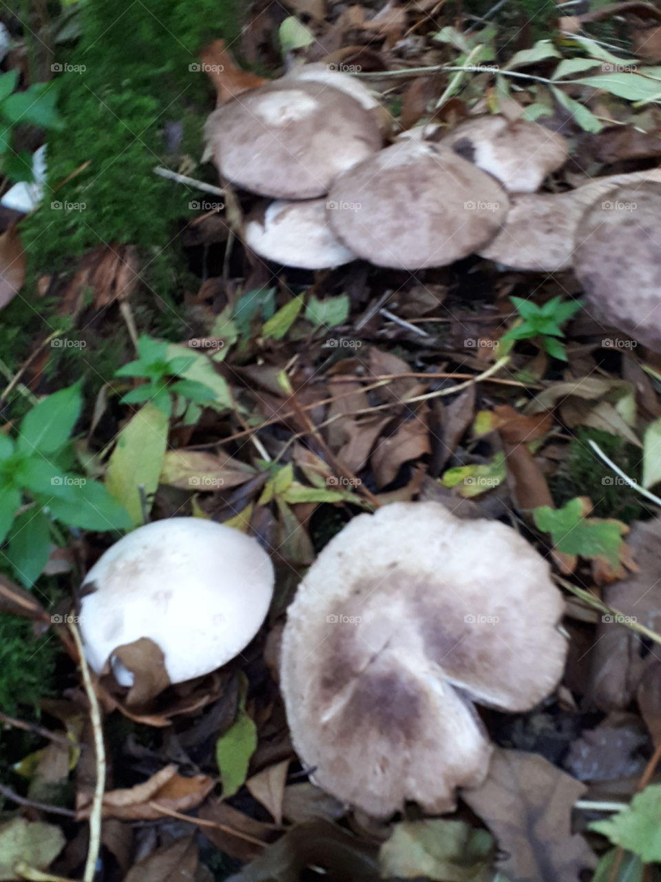 Fungus, Mushroom, Boletus, Toadstool, Nature