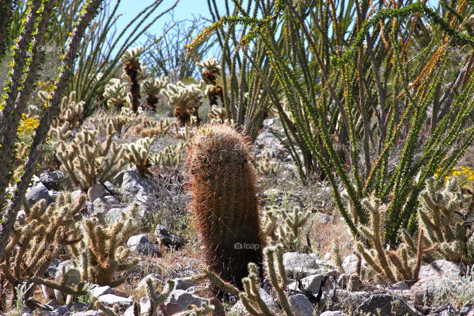 Barrel Cactus 