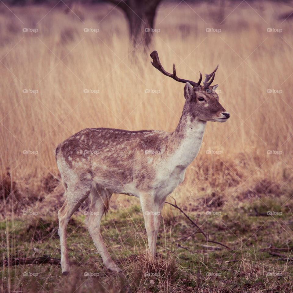 A beautiful deer in the park. Richmond park in London. Sweet animal portrait.