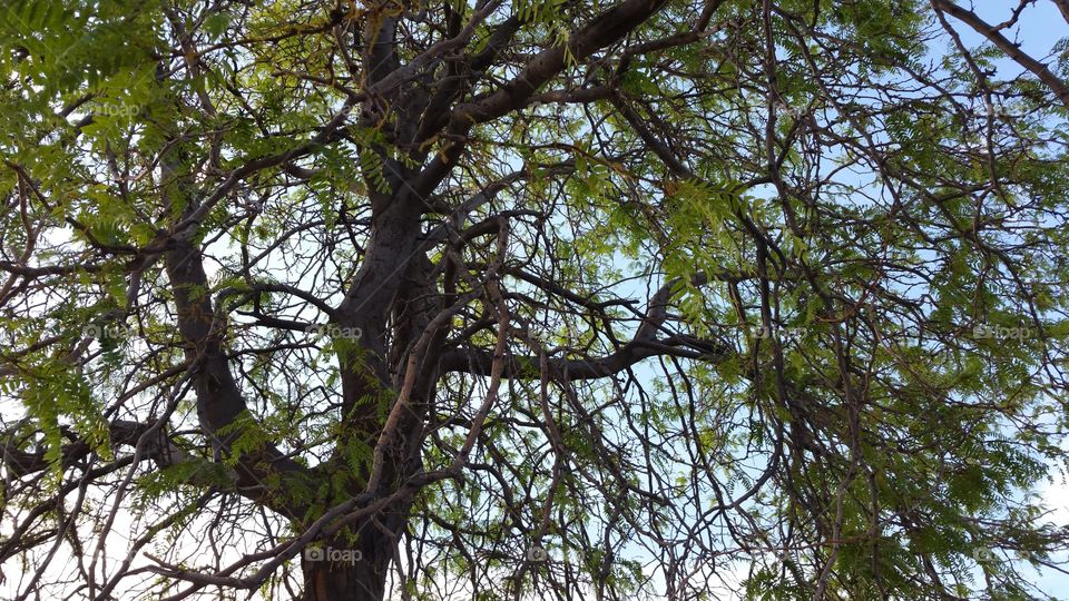 tree and sky