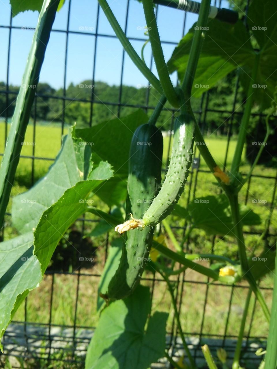 the cucumber be there in the garden.(*´ω｀*) it's so cute(*´∀｀)