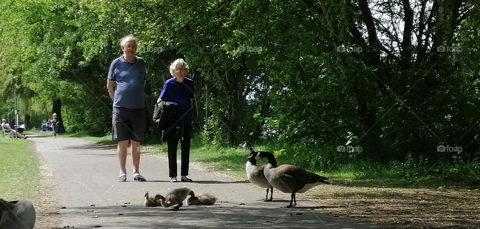 Respect, age, walk, nature, cooperation