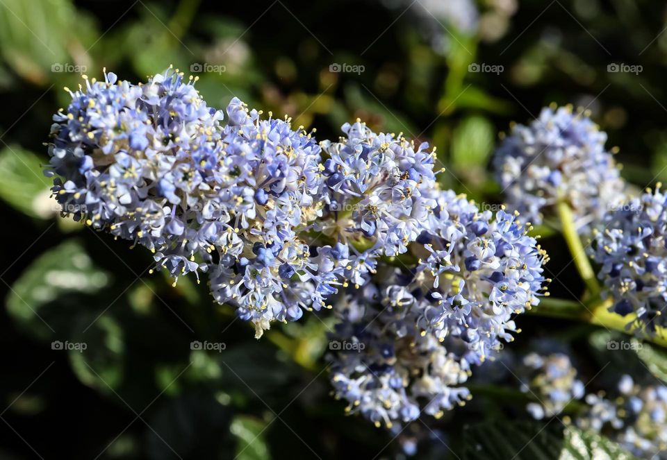 Stunning purple flowers blooming in the spring sunshine on a warm afternoon 