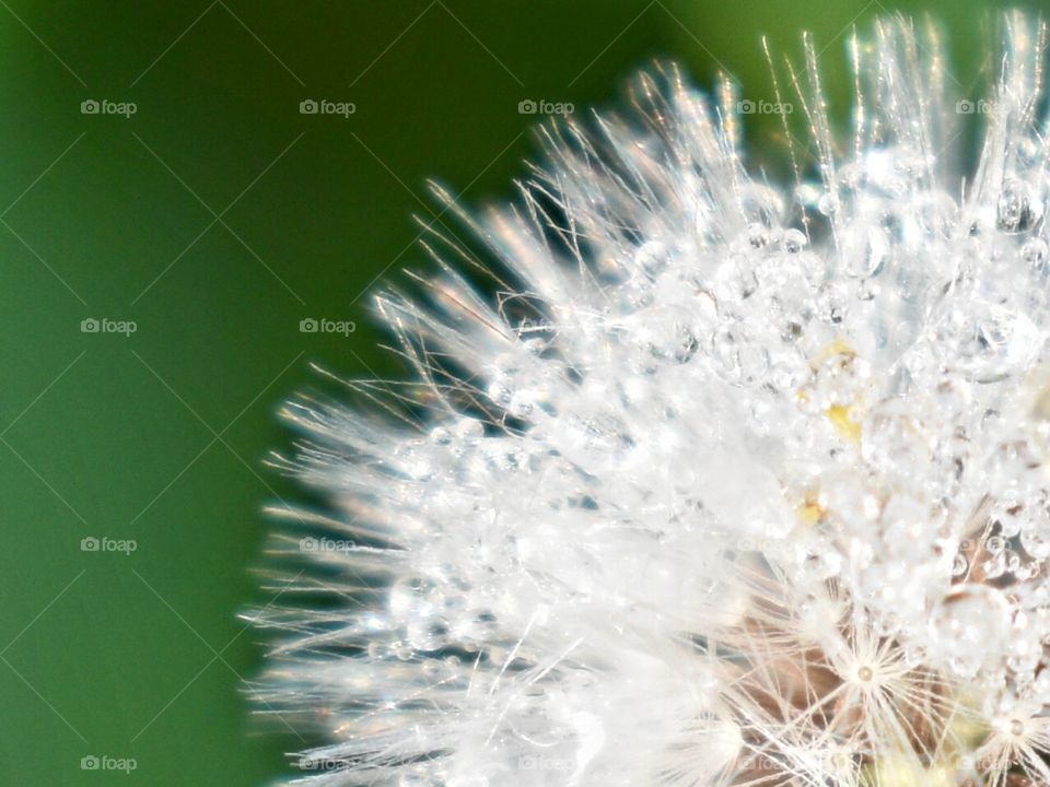 Dandelion seeds with morning dew