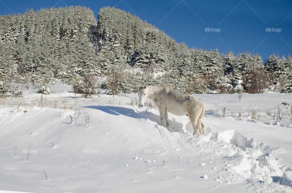 White Horse in the Snow