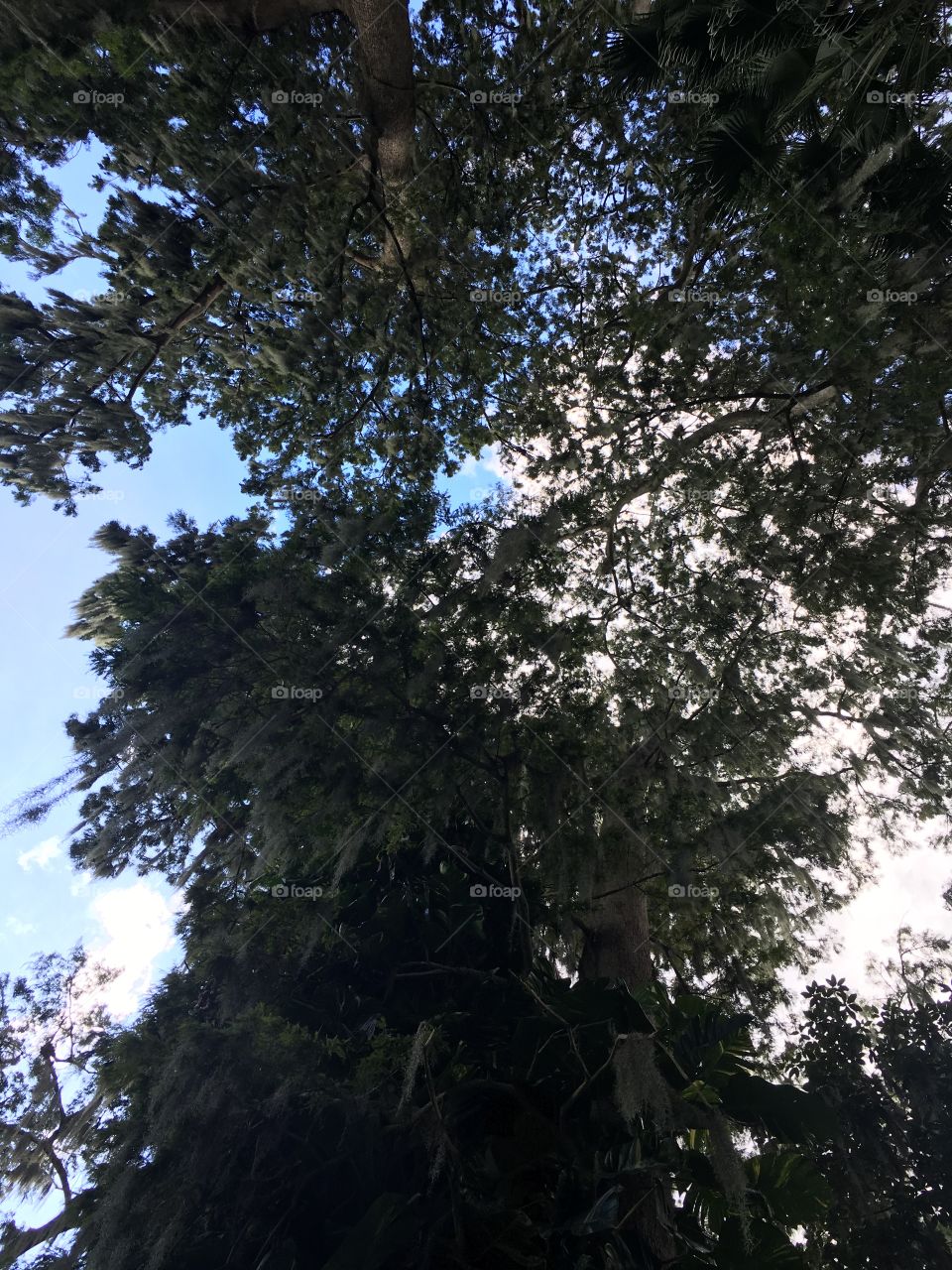 Trees located in Winter Park, Florida.