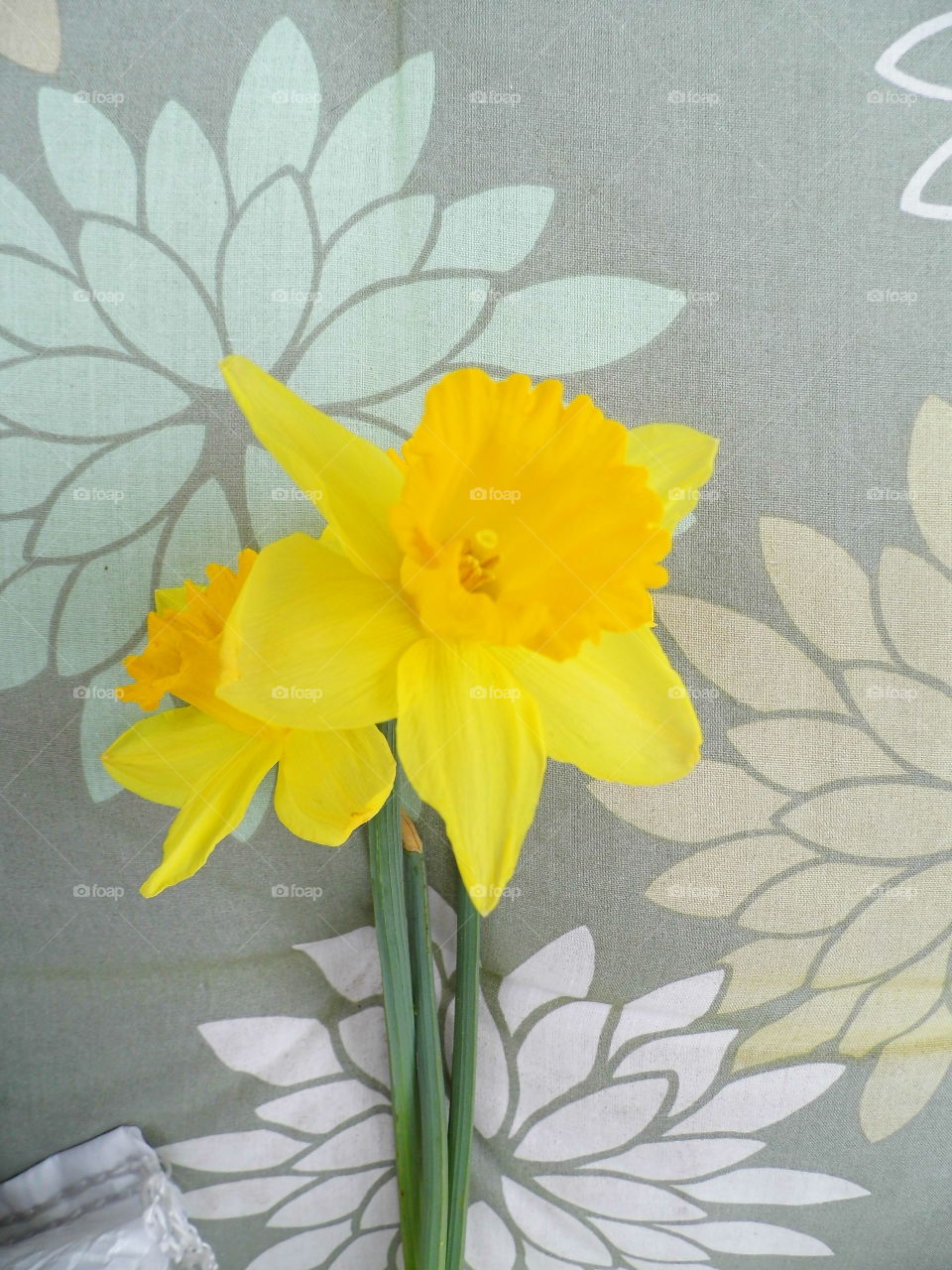 beautiful yellow flowers on sofa background