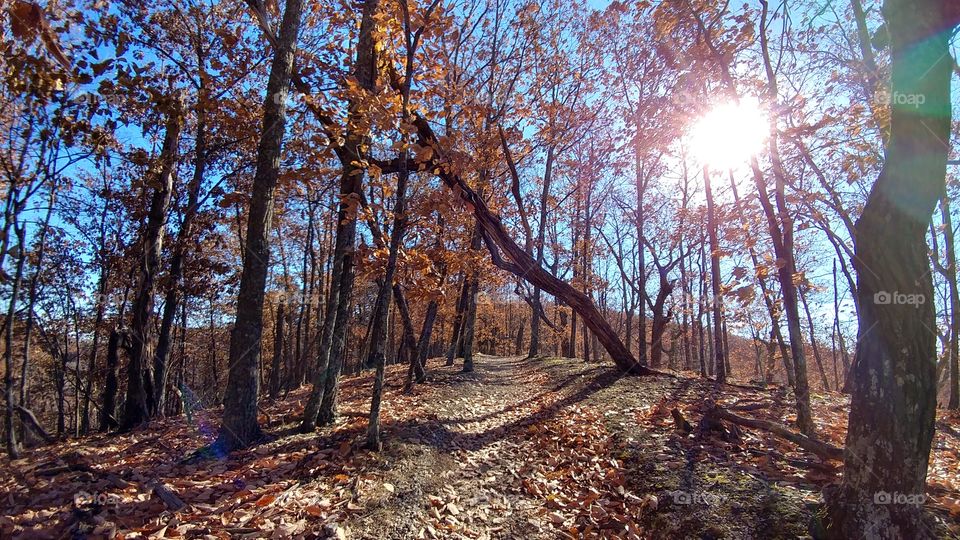 View of a forest trees
