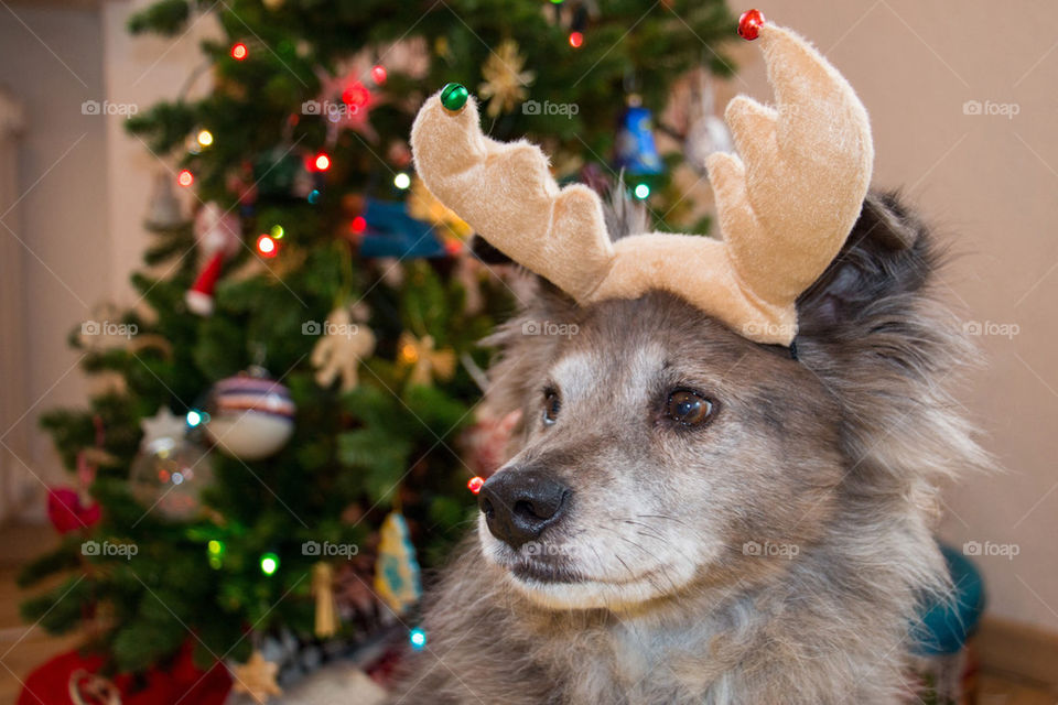 Reindeer dog