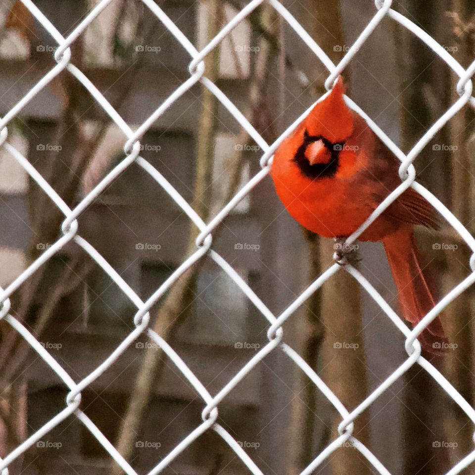 Cardinal