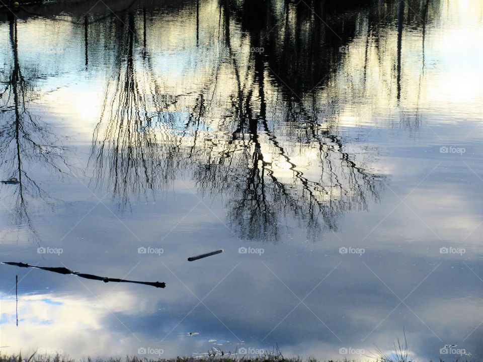 trees reflected in pond