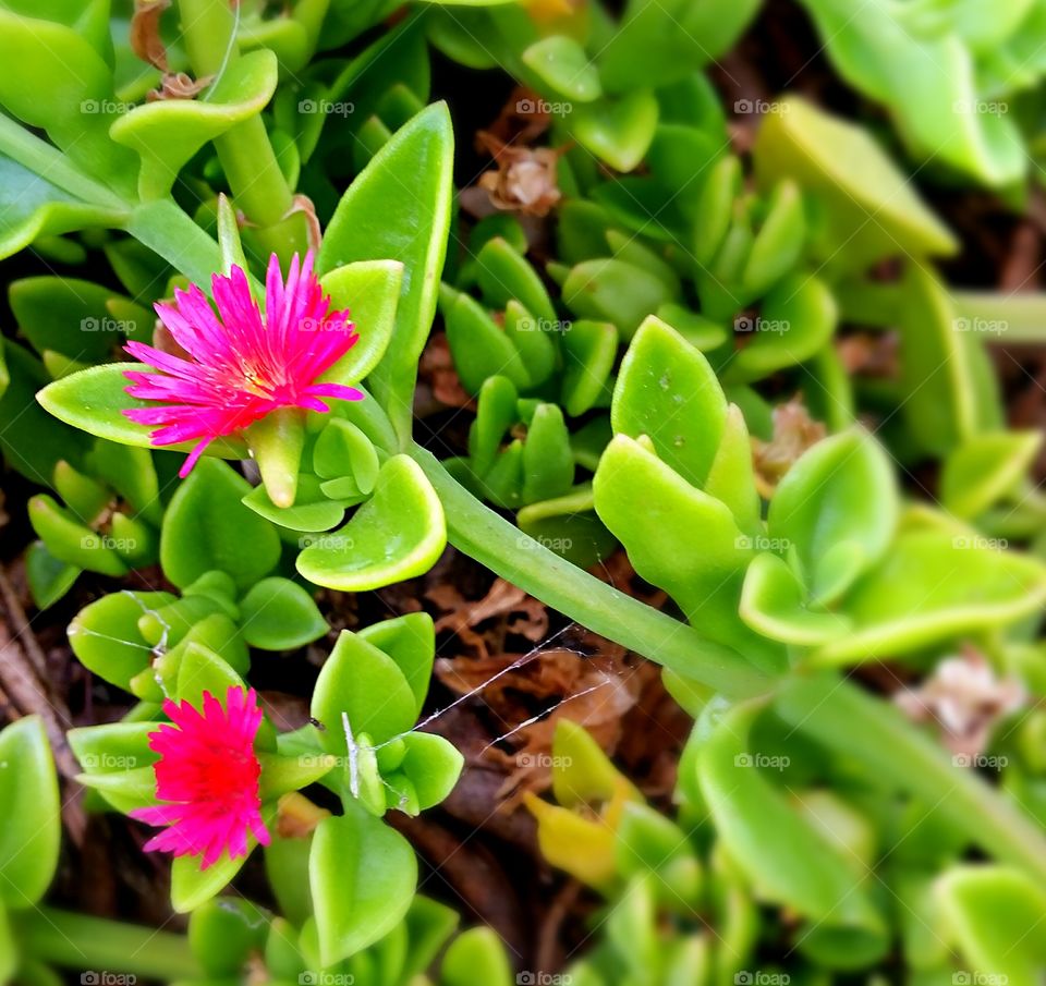 Freeway Daisies. Hearty freeway daisies planted for ground cover.