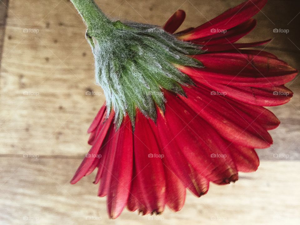 Red flower on wooden background 