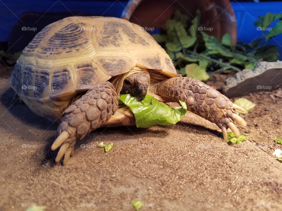 Russian tortoise eating lettuce