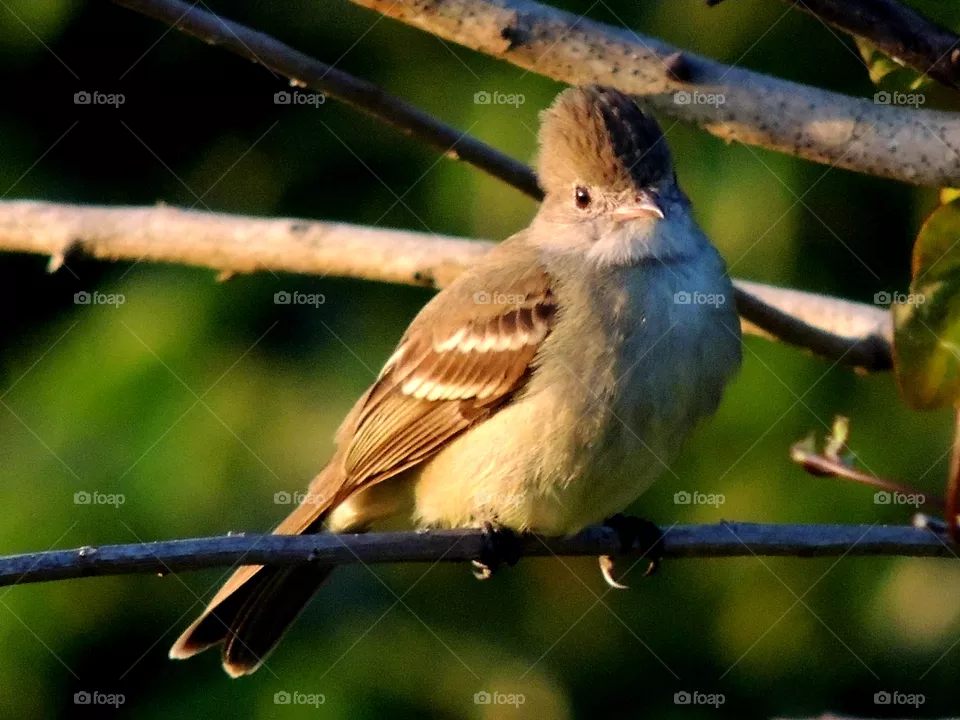bird with tuft