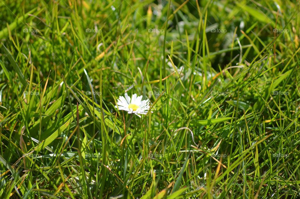 Daisy in the grass