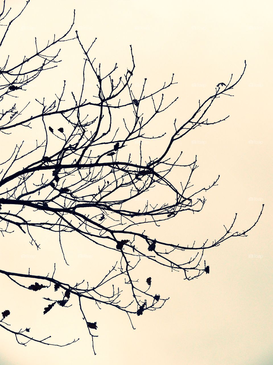 Silhouette of branches during autumn.