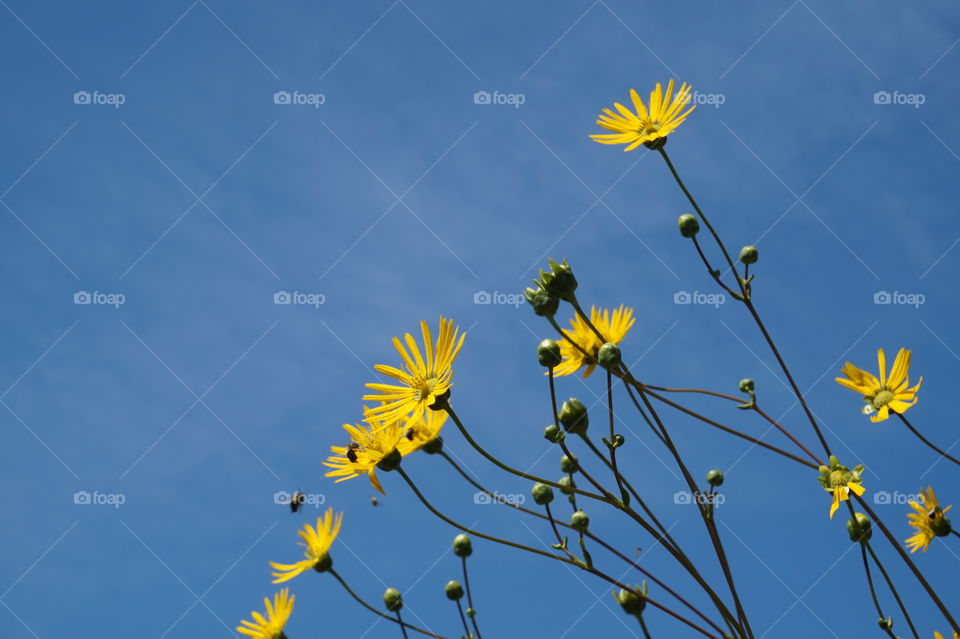 yellow flowers with a blue sky