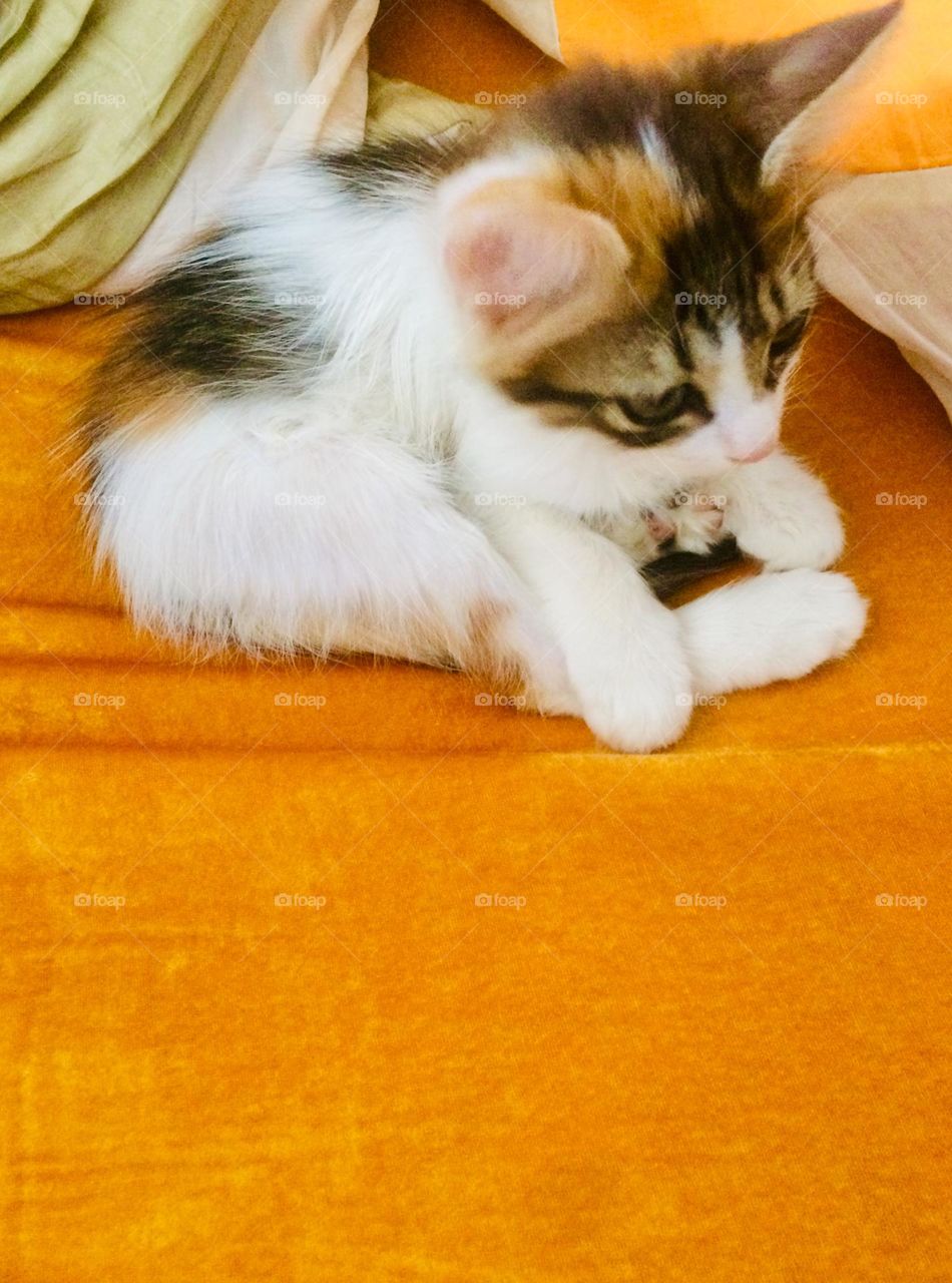 Small cat before sleeping 