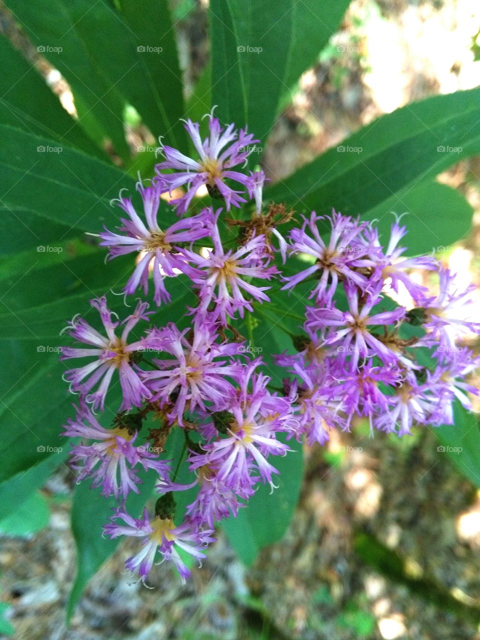 small purple flowers on hiking trail in the woods