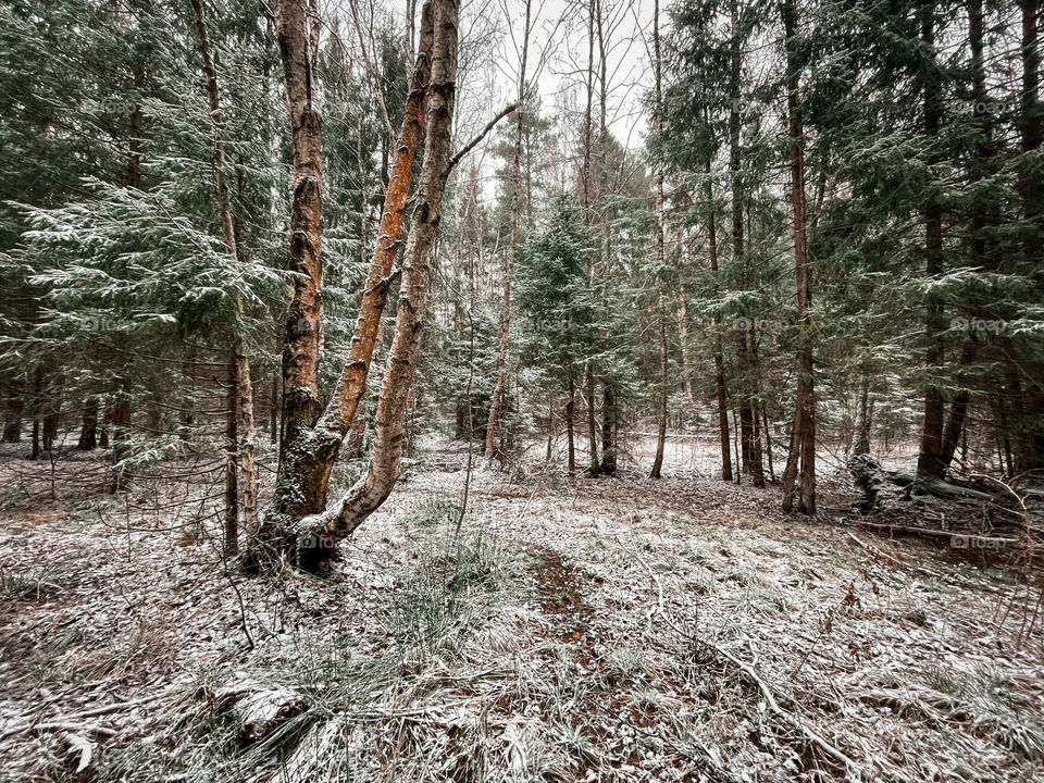 Winter landscape with forest in cloudy December day 