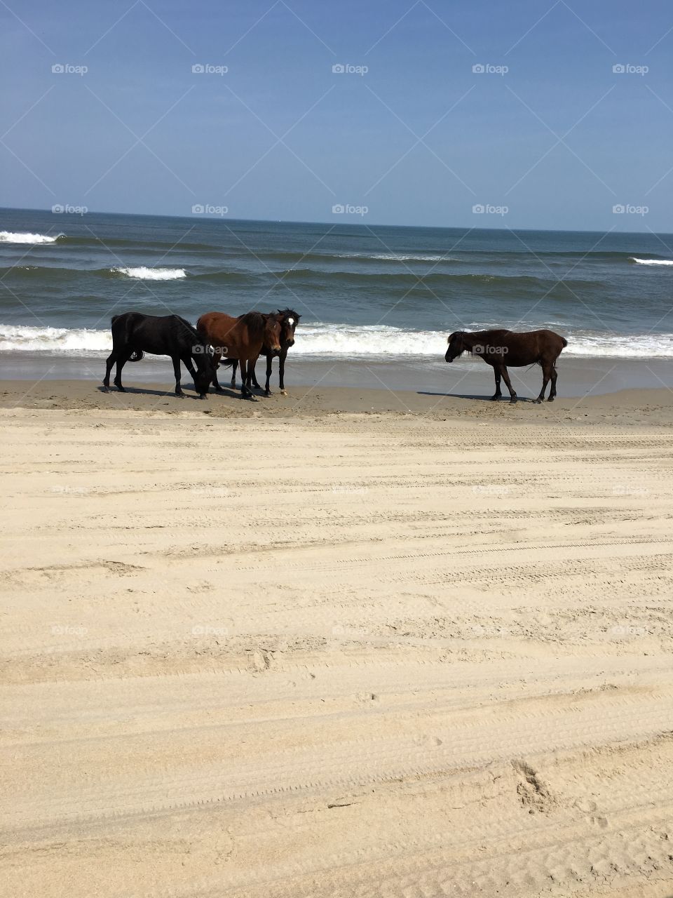 Wild horses on beach
