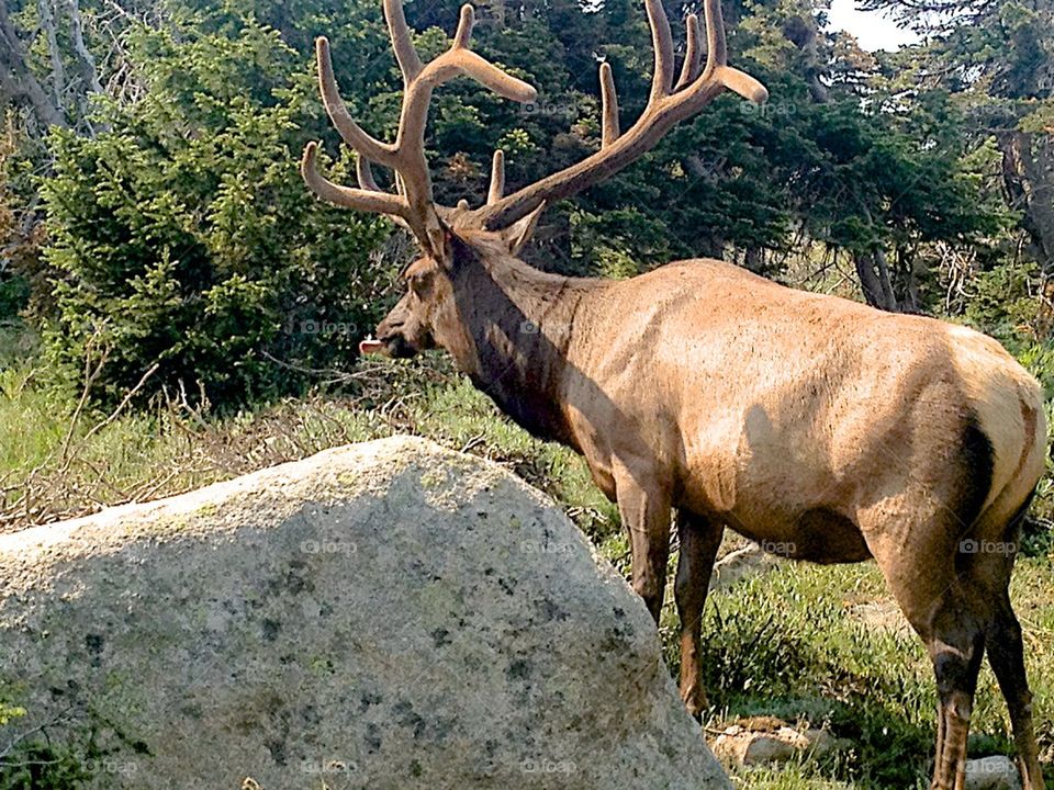 Elk spotting 