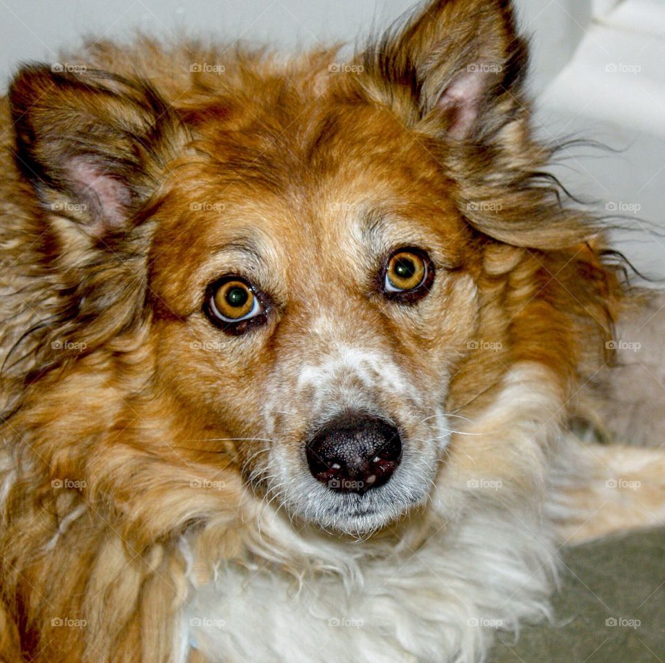 Beautiful rescue mutt has rock star eyes 