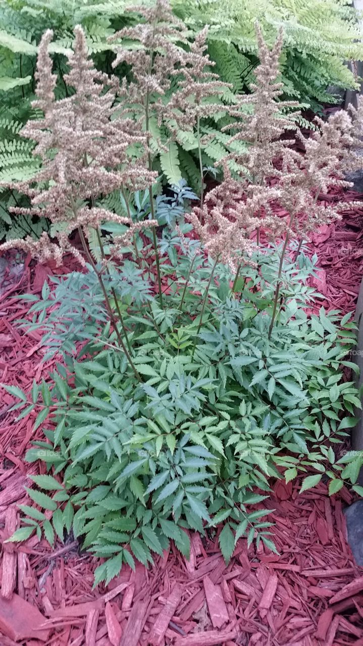 flowering plant. Ann Arbor Township