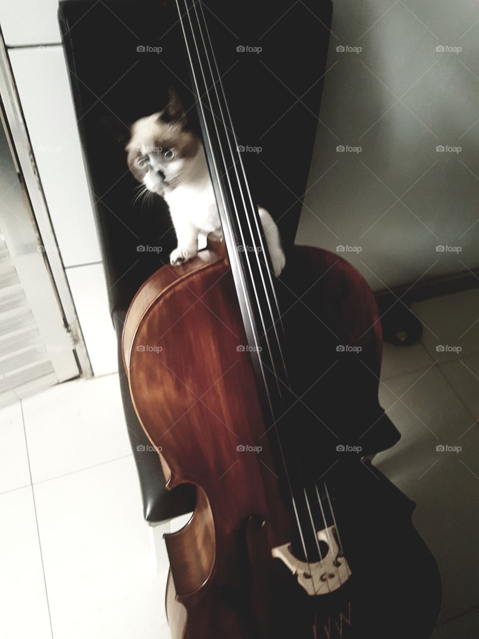 Violoncelist cat