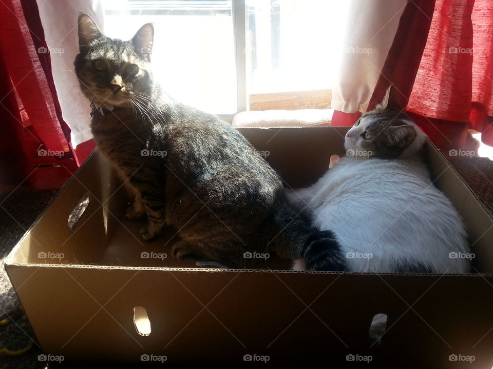 My cats trying to share a box