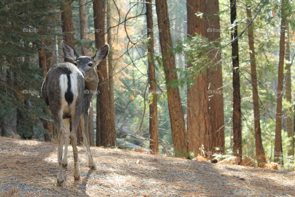 Mule Deer || Yosemite National Park
