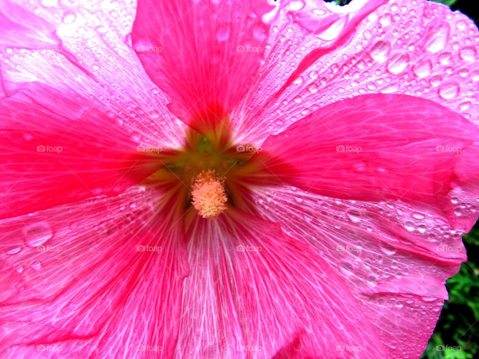 flower in the rain