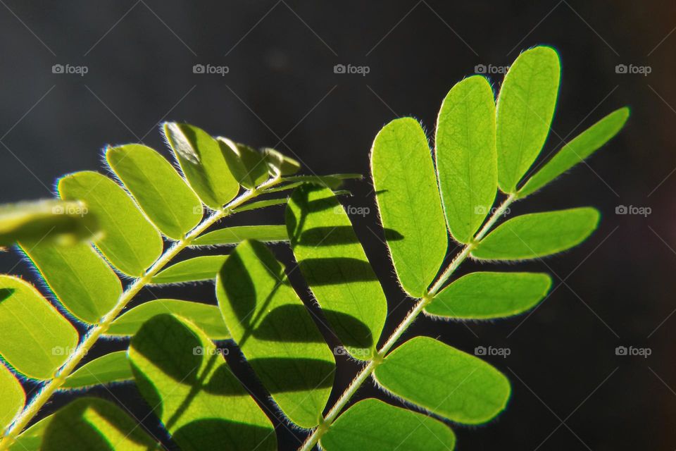 natural background. the leaves