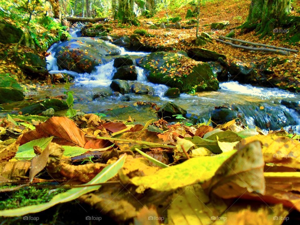 Rocks and river covered in autumn leaves