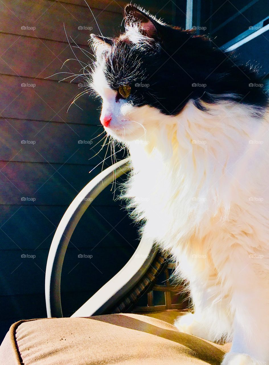 Tuxedo cat in autumn sun 1