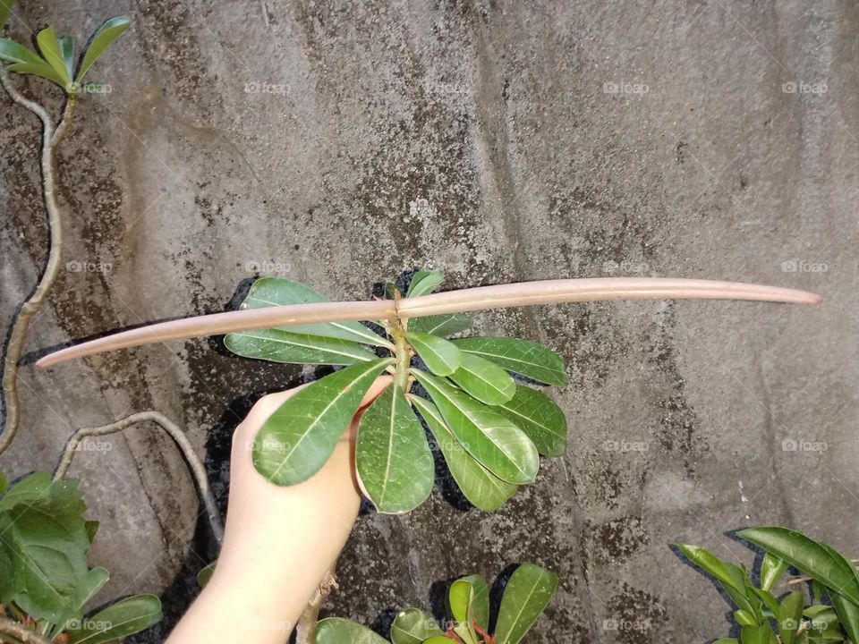 Adenium Obesum Seed Pods