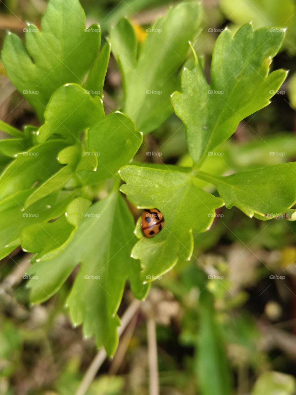 The celery and the ladybug