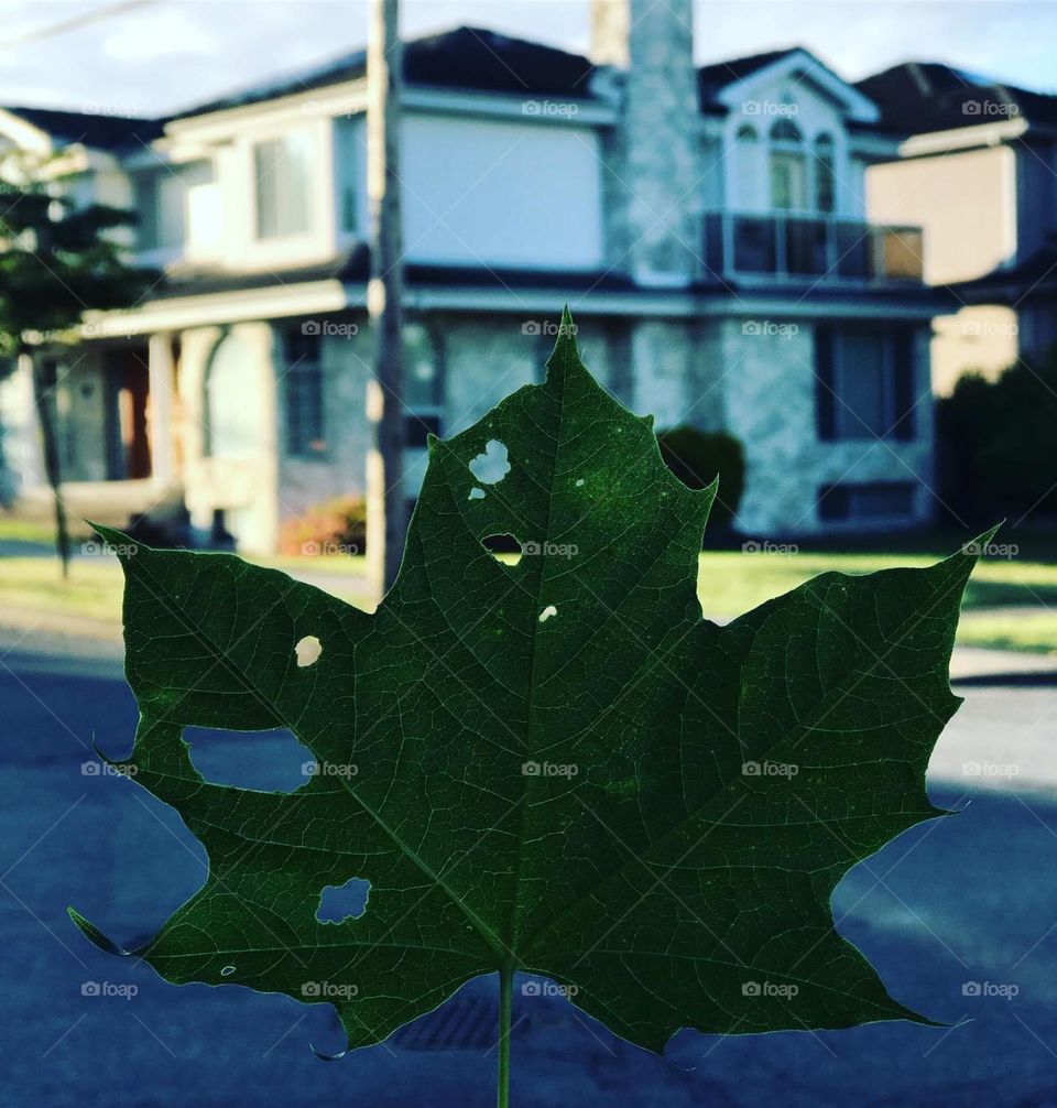 Leaf House