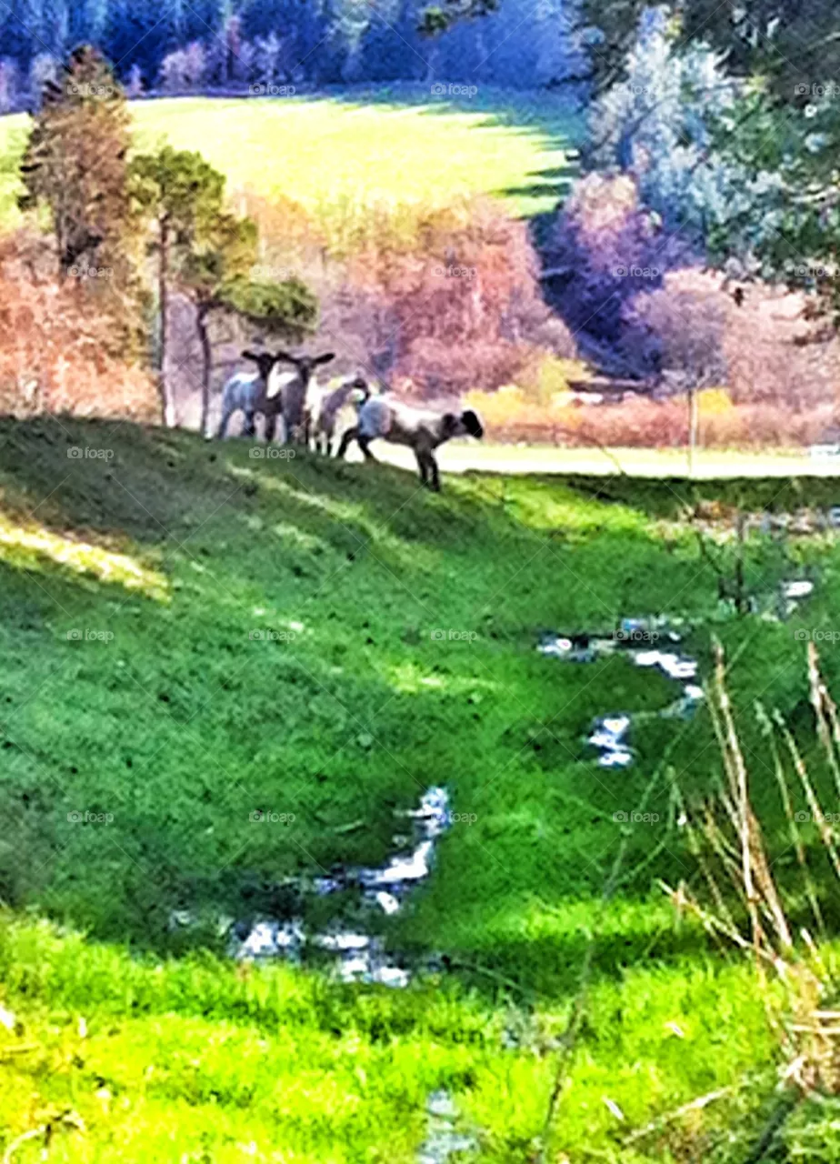 Lambs