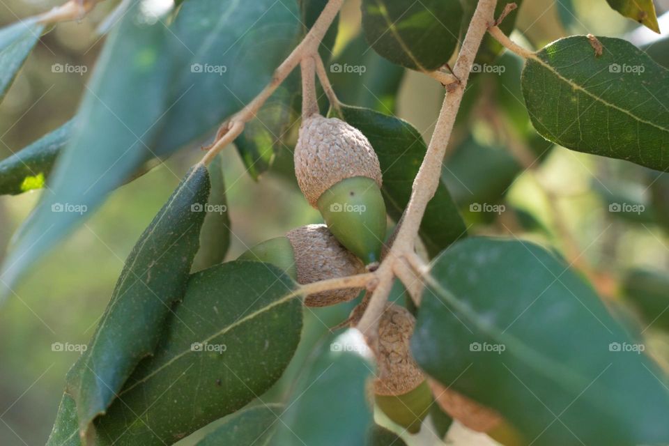 Close-up image of an acorn at a holmoak tree (Quercus ilex).