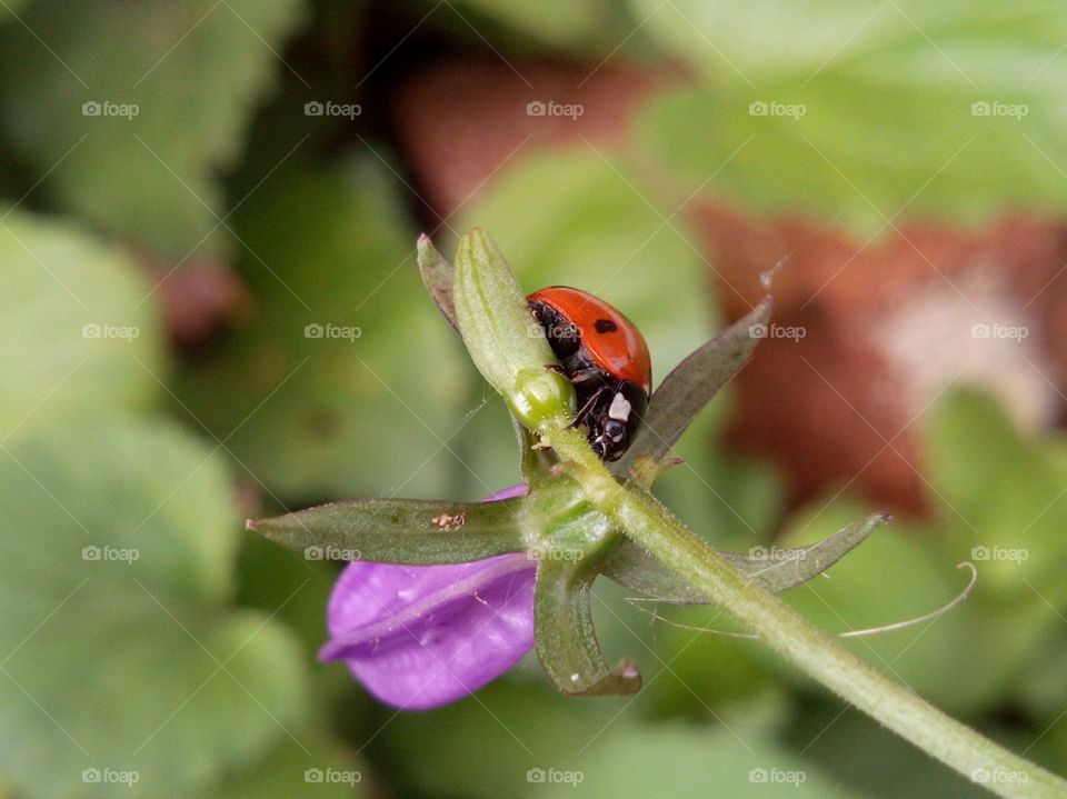 Ladybug and flower