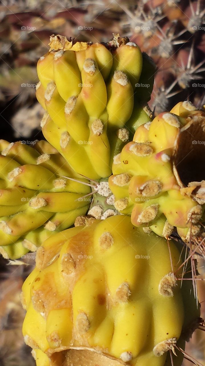 A Bloom on a cactus