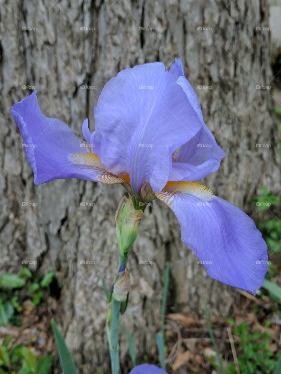 Beautiful Purple Iris
