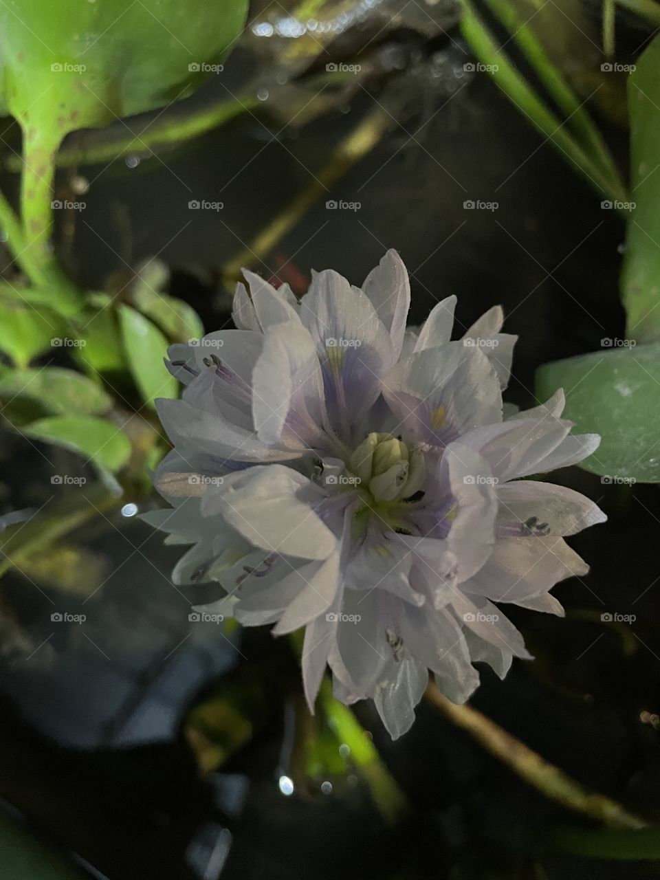 Water hyacinth 