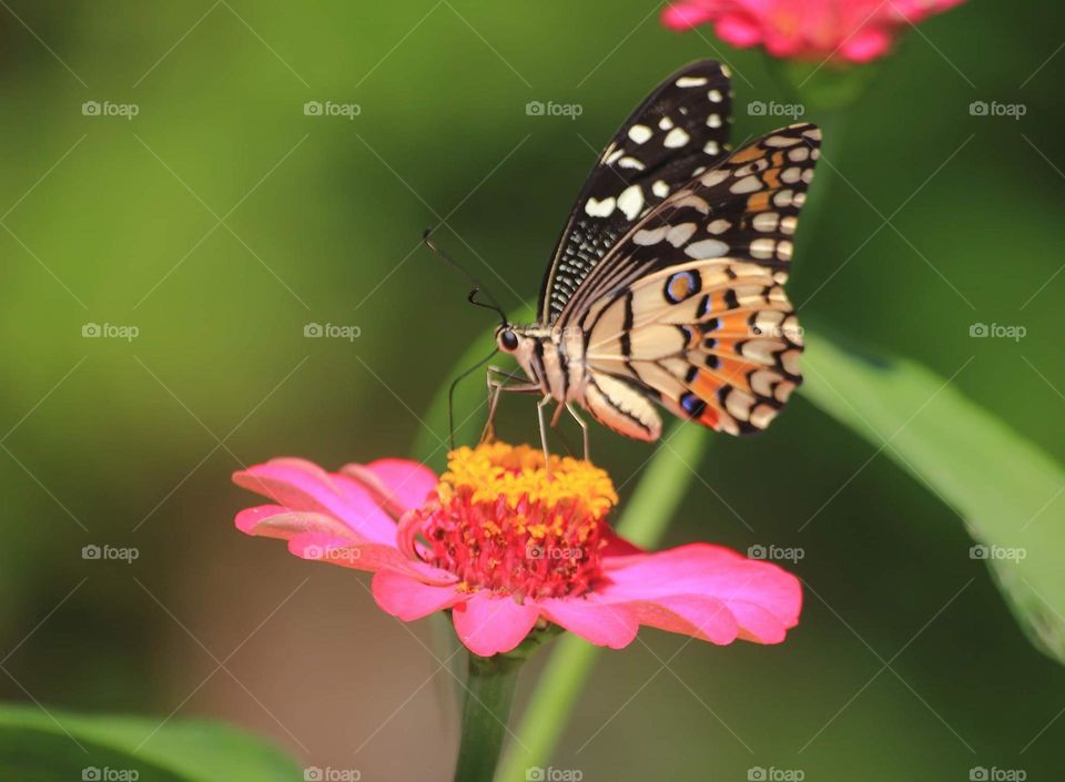 Papilio demoleus. Lime butterfly , kupu - kupu jeruk into the name on Indonesian letter. Reach for nectar at the blossom pink flower aside of river.