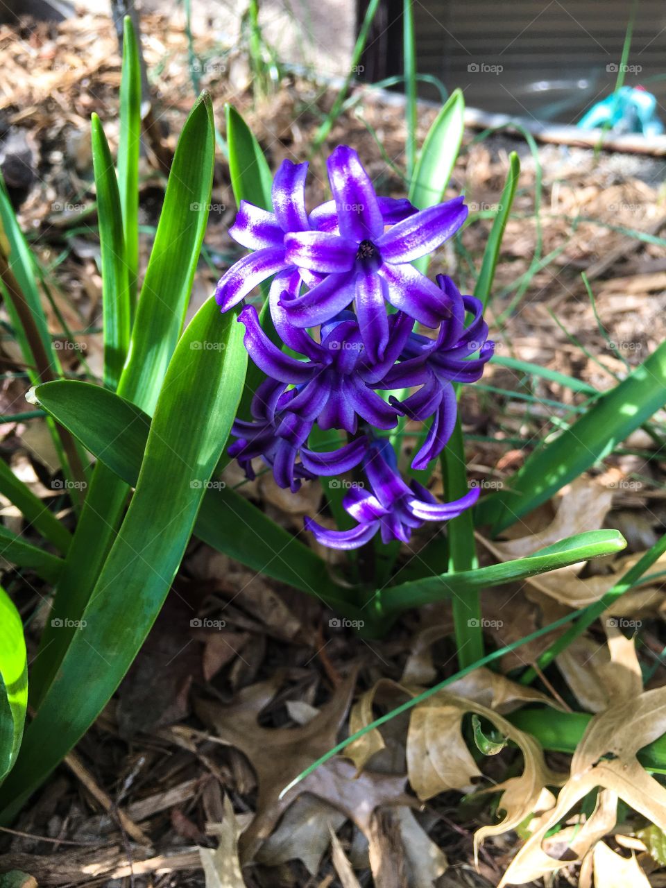 Hyacinth in bloom