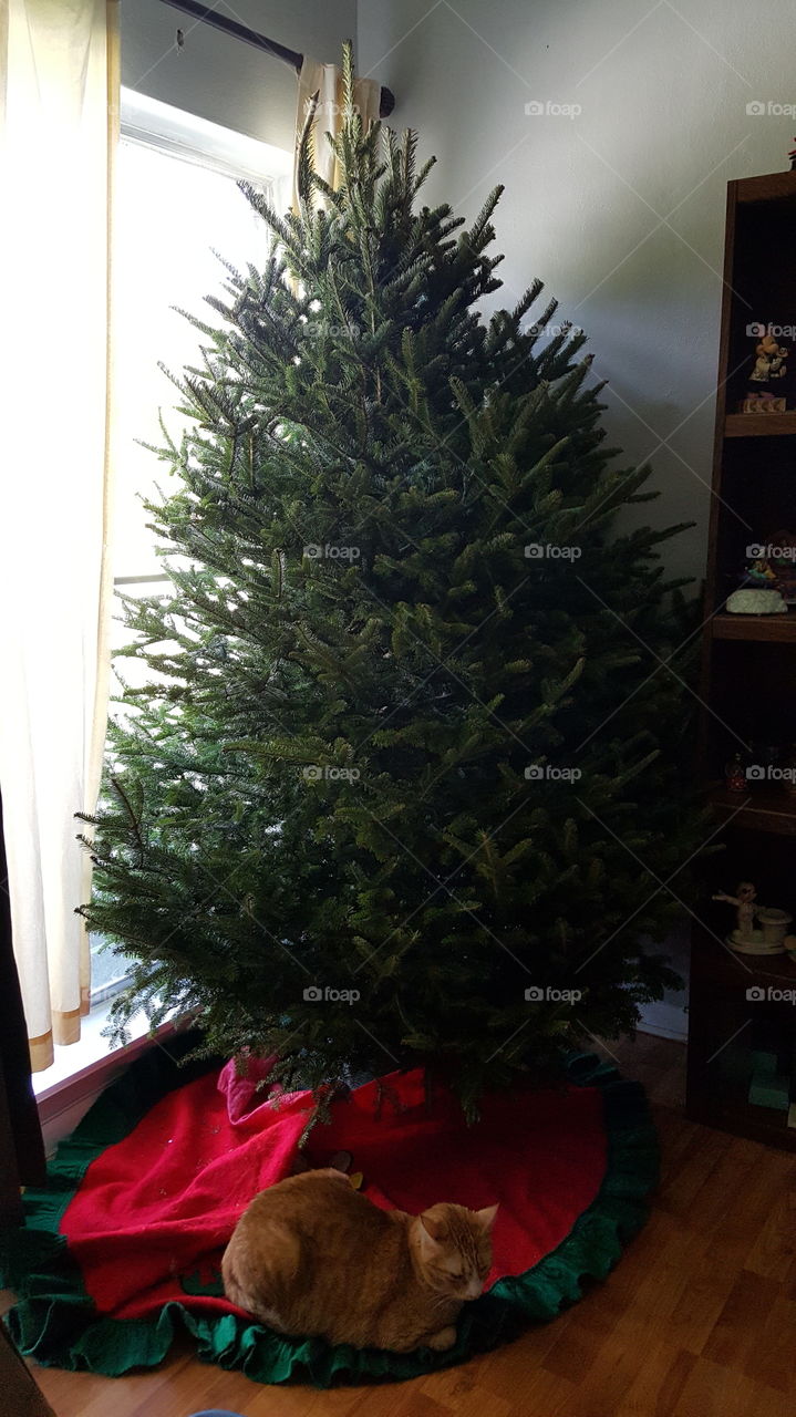 Christmas tree not lit